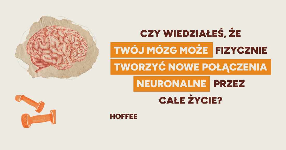 Czy Twój mózg może fizycznie tworzyć nowe połączenia neuronalne przez całe życie — soplówka jeżowata i NGF, Hoffee